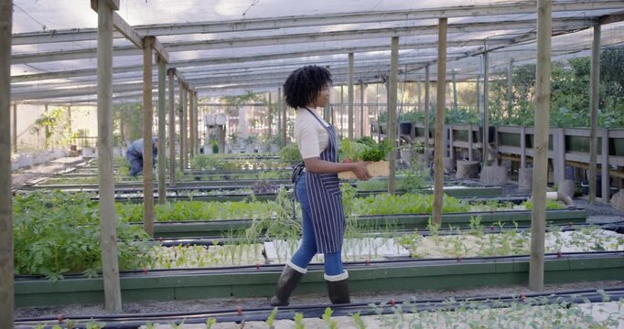 Woman in apron walking through greenhouse after harvest, carrying greens crate to bench, copy space