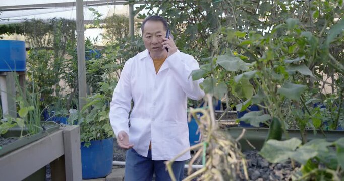 Senior Asian man wearing lab coat, on phone call, walking greenhouse, inspecting cucumber