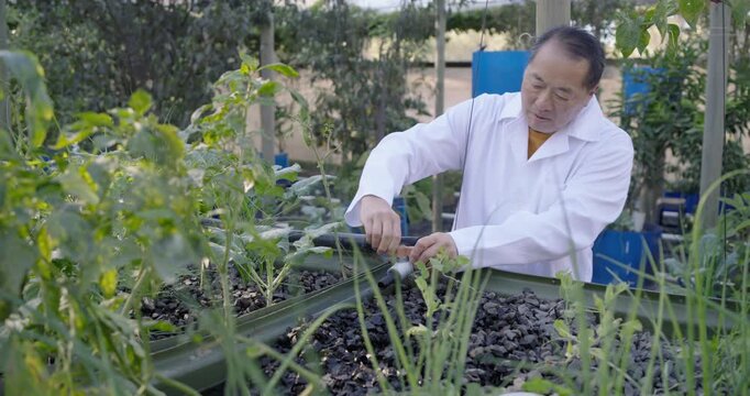 Senior Asian man in lab coat reaching drip tubing and adjusting fitting, checking plants in nursery