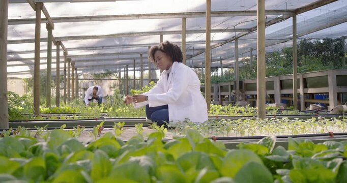 Team African tech in labcoat kneeling checking seedlings rotating vial checking growth in nursery