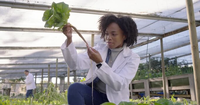 African American woman scientist kneeling at bed in hothouse checking plant after spotting damage