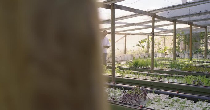 Diverse coworkers in lab coats after tablet scan walking in nursery inspecting beds checking crops