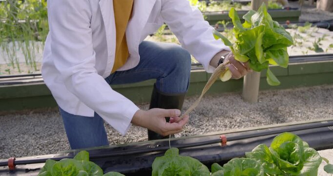 Senior Asian man kneeling at hydro raft checking lettuce roots after assistant pulling for harvest