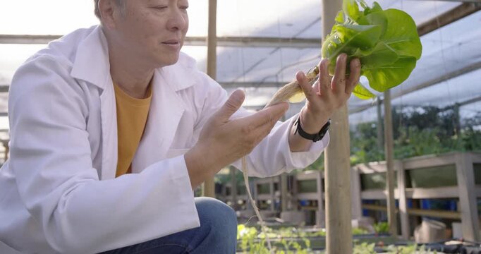 Senior Asian man spotting roots crouching in greenhouse in lab coat pulling lettuce checking growth