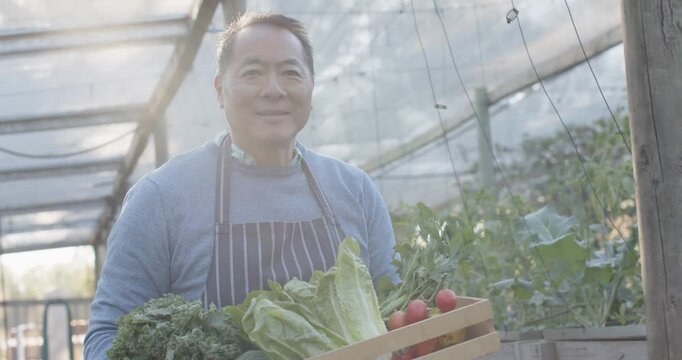 After harvest Senior Asian man in apron carrying crate in greenhouse turning presenting produce