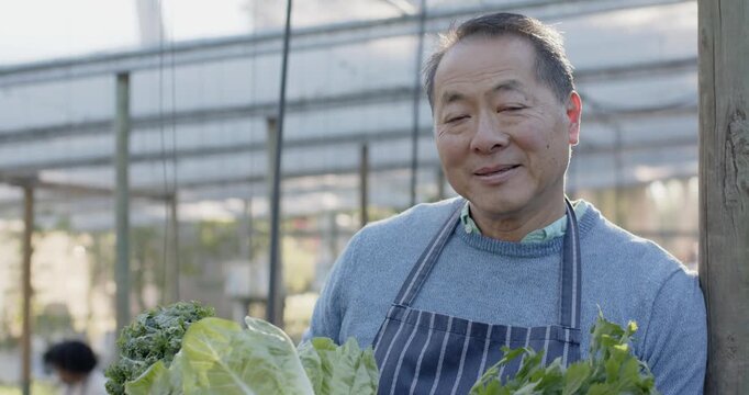 Senior Asian male vendor after checking produce, holding crate, glancing up in greenhouse, smiling