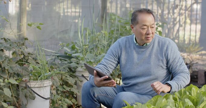 Senior Asian man sitting in nursery, tapping tablet, inspecting leafy greens, monitoring growth