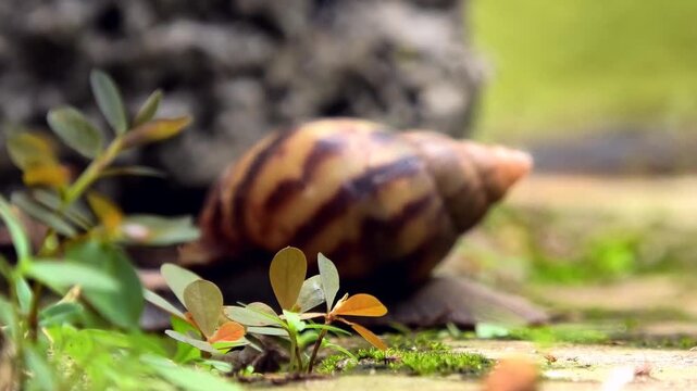 A large snail with colorful hard shell moving slowly behind small plants