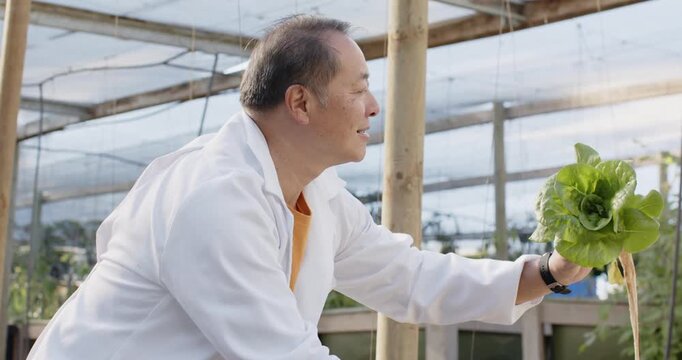 Postharvest senior Asian man in coat kneeling in hothouse lifting checking lettuce root, copy space