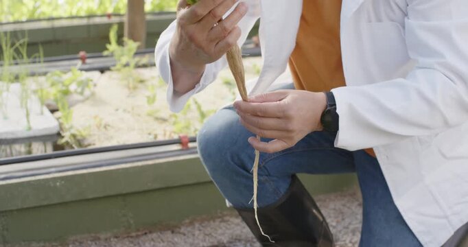 Woman holding seedling kneeling labcoated in greenhouse checking root and tugging string, planting
