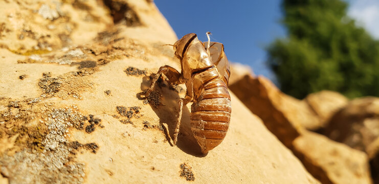 Detailed macro shot of a cicada nymph empty shell exuvia on a rock after molting
