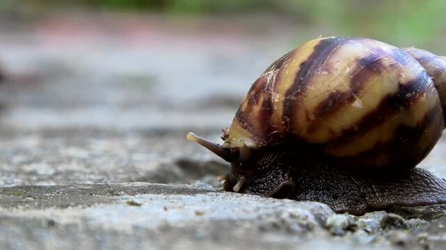 Closeup of a large snail with colorful designed shell moving slowly on the floor