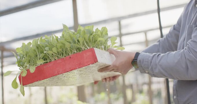 Senior Asian man in shirt with watch holding red tray tilting checking plant health in greenhouse