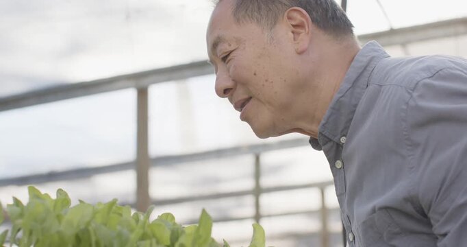 Inspecting sprouts, senior Asian man lifting red white tray, showing growth in nursery, copy space