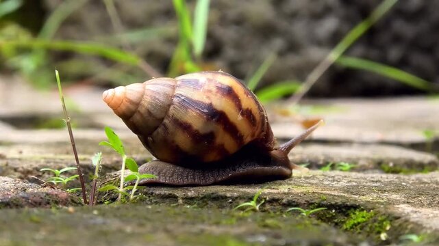Closeup of a large snail with colorful designed shell moving slowly on the floor