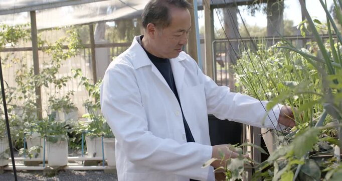 Senior Asian man wearing lab coat noticing foliage, inspecting plants for health in greenhouse