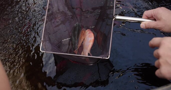 Diverse companions steadying metal mesh net over pond after catching two fish, inspecting catch