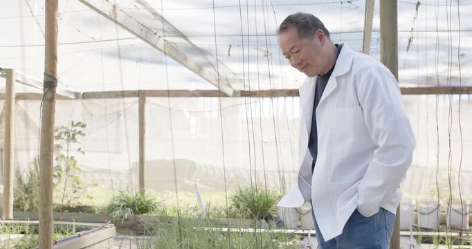 Senior Chinese man in white coat noticing shoots, walking, inspecting trays in hothouse, copy space