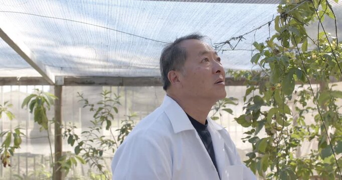 Noticing canopy Senior Asian man in lab coat inspecting vines in greenhouse checking growth smiling