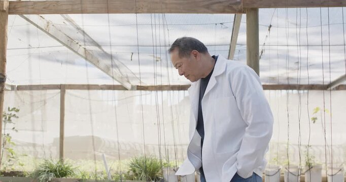 Senior Asian man inspecting plants in greenhouse prompted by seedlings, adjusting lab coat, smiling