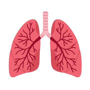 Healthy human lungs. Anatomical respiratory organ diagram in healthy pink color isolated on a transparent background.