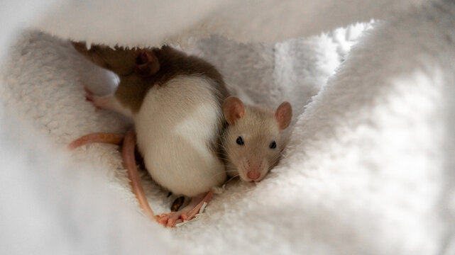 two gray-white decorative dumbo rats lie in a white plush hammock. life of decorative rats, care and leisure. happy animals