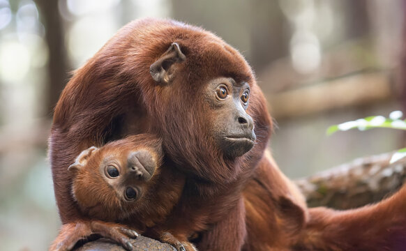 Close-up view of a Red Howling monkey (Alouatta seniculus) cares of her child
