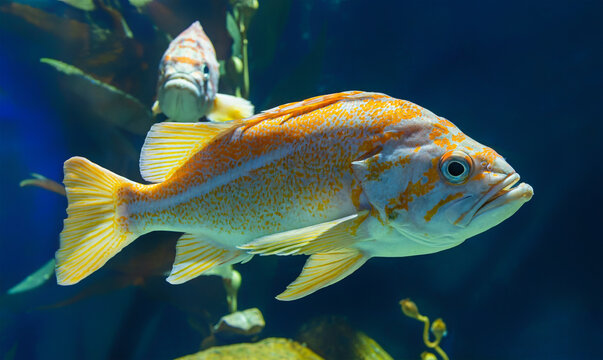 Close-up view of a Canary rockfish (Sebastes pinniger)