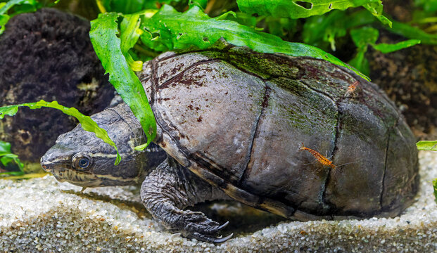 Close-up view of a diving Common musk turtle (Sternotherus odoratus)