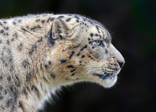 Side Close-up view of a Snow leopard (Unica unica), isolated on black background