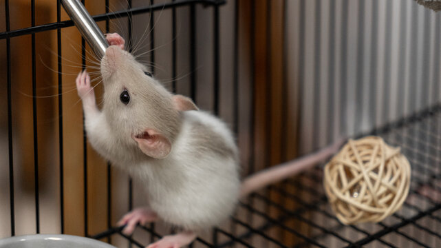 cute white and gray decorative rat dumbo drinks water from a drinking bowl. life of decorative rats, care and leisure. happy animals
