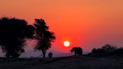 African Elephant Silhouette at Sunset, Zambia - Bull Elephant Against Vivid Red Orange Sky with Setting Sun and Acacia Trees © Banu