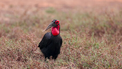 Southern Ground Hornbill Holding Insect Prey in African Savanna Grassland, Zambia © Banu