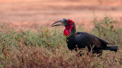 Southern Ground Hornbill Foraging in African Savanna Grassland at Sunset, South Luangwa, Zambia © Banu