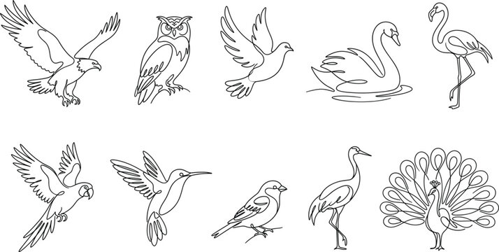 Set of continuous one line bird illustrations eagle owl dove swan flamingo parrot hummingbird peacock vectorSet of continuous one line bird illustrations eagle 