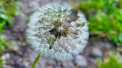 Delicate close-up of a dandelion seed head (Taraxacum officinale) in Swiss nature, Switzerland. The intricate seed structure is beautifully captured against a softly blurred gray and green background. © Sibylle