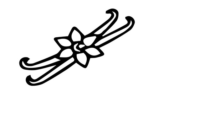 Vanilla flower and pods line art vector, hand drawn spice botanical illustration, black and white orchid bean sketch for food packaging