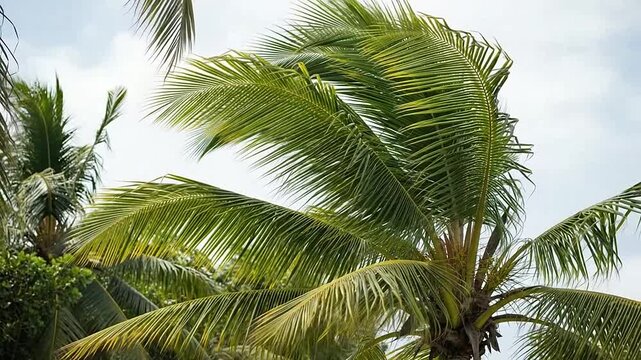 Lush green palm tree fronds sway gently in the tropical breeze under a bright overcast sky