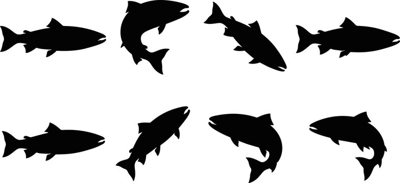 Black fish silhouette collection featuring trout and salmon species in varied swimming poses for aquatic vector design
