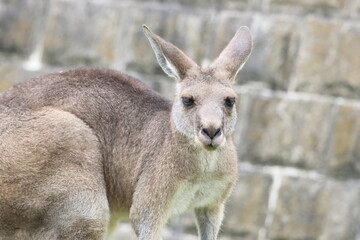 カンガルー © kosumi