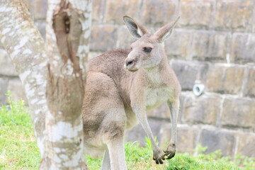 カンガルー © kosumi