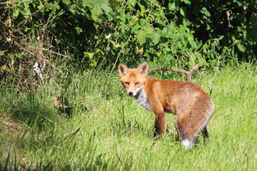 Fototapeta premium Rotfuchs / Red fox / Vulpes vulpes