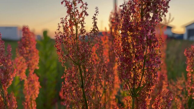 wheat field at sunset. sunset illuminates tall weeds in the countryside