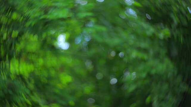 Rowan branches in windy forest with natural green background and swirly bokeh