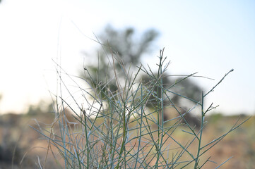 Obraz premium Close Up of Wild Desert Shrub with Green Stems and Selective Focus, Natural Arid Landscape Plant Against Soft Bokeh Background 