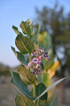 Beautiful Crown Flower (Calotropis Gigantea) Blooming with Green Leaves in Natural Sunlight, Close Up Macro Wildflower Photography on Blurred Background 