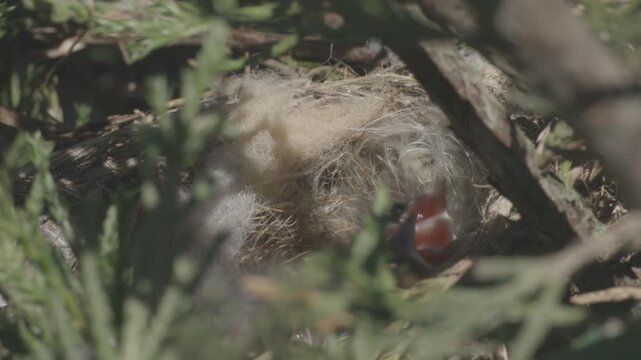 Newly hatched linnet chicks (Linaria cannabina) in the nest. The chicks are demanding food. Canon Log without color correction.
