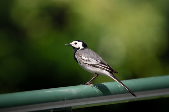 White wagtail (Motacilla alba) perched on a green railing