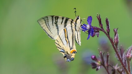  Scarce Swallowtail (Iphiclides podalirius)  is seen feeding on the nectar of the Barrelier's bugloss (Cynoglottis barrelieri) flower. © selim