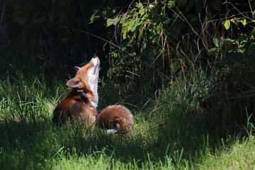 Fototapeta premium Rotfuchs / Red fox / Vulpes vulpes